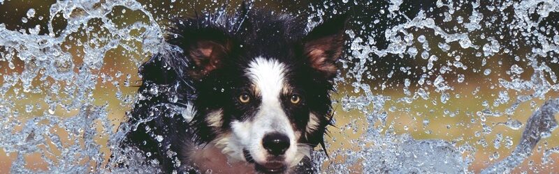 hund-border-collie-667488
