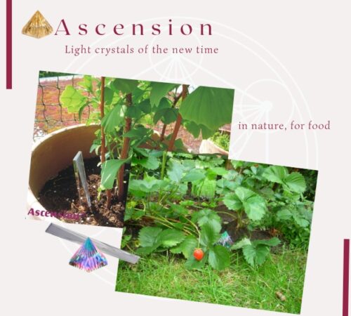 Asc -nature - food - ascension