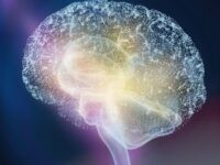 admin-ajax brain