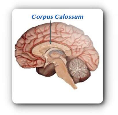 brain