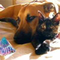 Pyramide-Hunde-Katzen-300x225