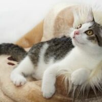 cat-4081971_1920-300x225