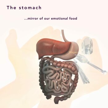Stomach NL (2)