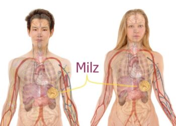 Milz-Organ-Koerper-Veranschaulichung-350x250 spleen